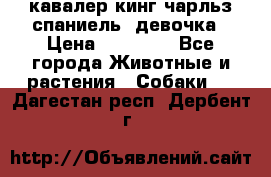  кавалер кинг чарльз спаниель -девочка › Цена ­ 45 000 - Все города Животные и растения » Собаки   . Дагестан респ.,Дербент г.